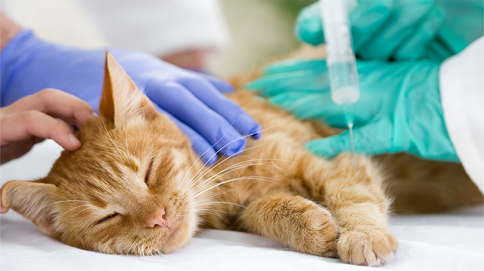 Kitten receiving a vaccine