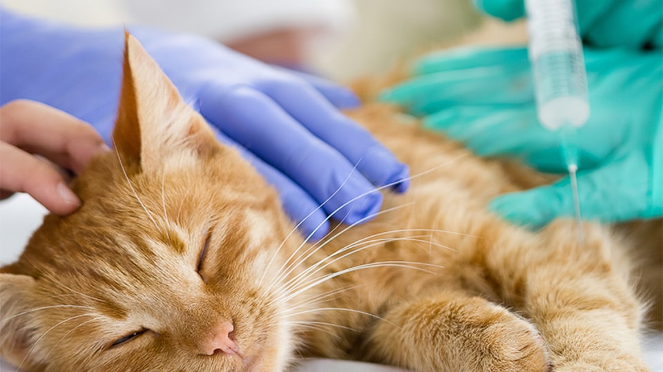 Kitten receiving a vaccine